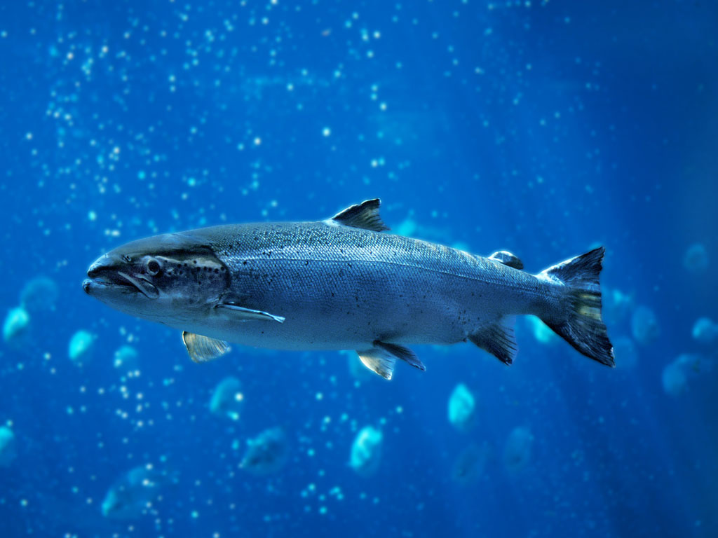 iStock-1225370143_1024x768px Fisch